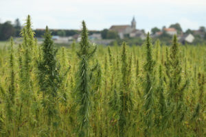 hemp plant